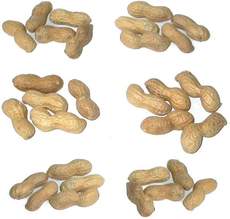 Erdnüsse-6x5.jpg